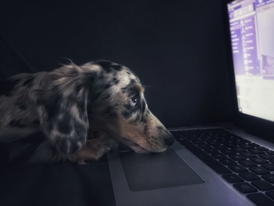 在笔记本电脑上看棕色的狗